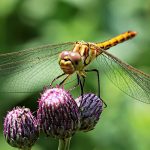 Dotacje Starostwa Powiatowego w Kartuzach na ekologię i ochronę przyrody [LISTA]