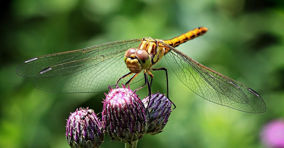 Dotacje Starostwa Powiatowego w Kartuzach