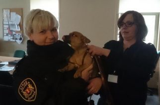 "Mój pan pojechał na cmentarz", czyli niezwykła historia małej Kropki