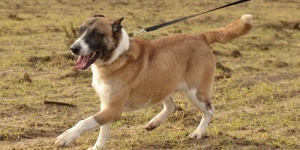 Psy do adopcji z Dąbrówki