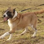 Psy do adopcji z Dąbrówki: Amber