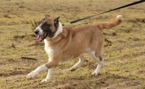 Psy do adopcji z Dąbrówki