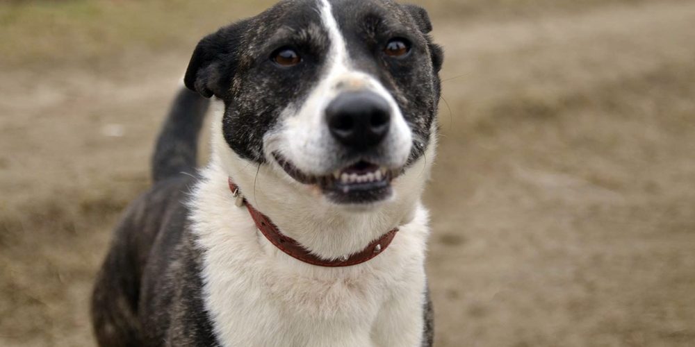 Psy do adopcji z Dąbrówki