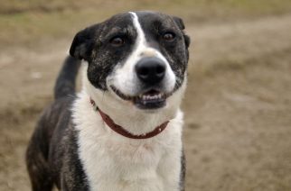 Psy do adopcji z Dąbrówki