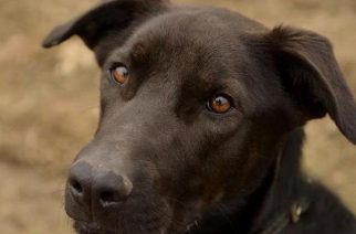 Psy do adopcji z Dąbrówki