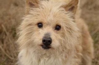 Psy do adopcji z Dąbrówki