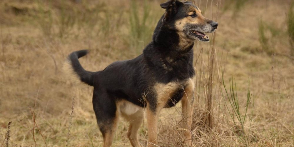 Psy do adopcji z Dąbrówki