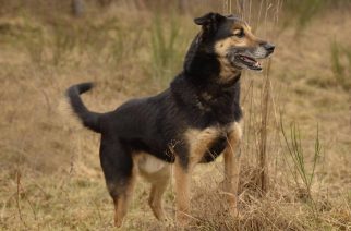 Psy do adopcji z Dąbrówki