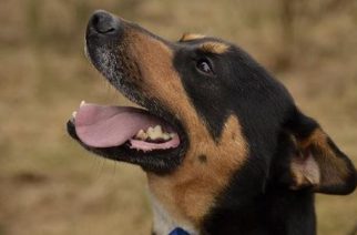 Psy do adopcji z Dąbrówki