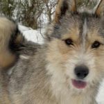 Psy do adopcji z Dąbrówki: Sulcio