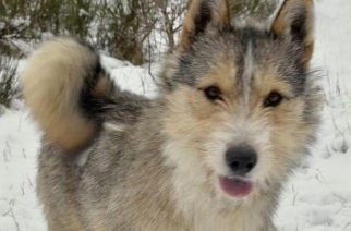 Psy do adopcji z Dąbrówki