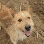 Psy do adopcji z Dąbrówki: Tolek