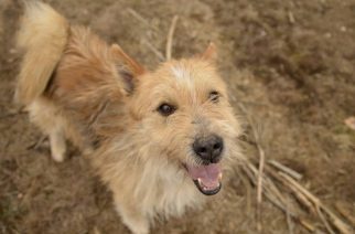 Psy do adopcji z Dąbrówki