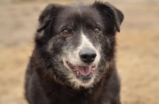 Psy do adopcji z Dąbrówki: Tysia