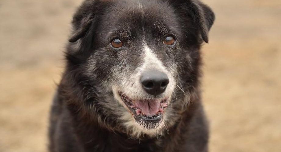 Psy do adopcji z Dąbrówki: Tysia