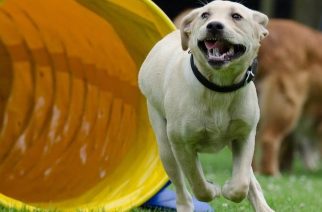 psie zawody na Hipodromie w Sopocie