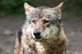 Leśnictwo Sikorzyno: widziano wilka