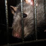 Obowiązkowa deratyzacja od 15 kwietnia do 15 maja