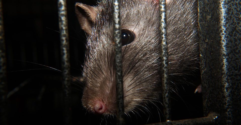 Obowiązkowa deratyzacja od 15 kwietnia do 15 maja