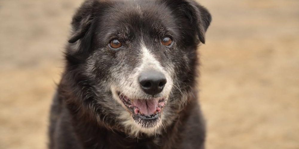 Psy do adopcji z Dąbrówki