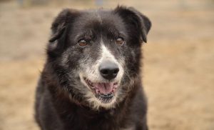 Psy do adopcji z Dąbrówki