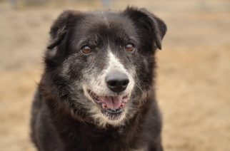 Psy do adopcji z Dąbrówki