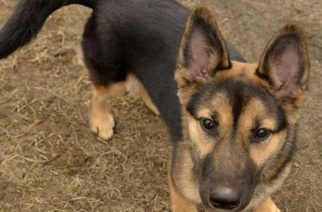 Psy do adopcji z Dąbrówki