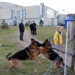 Krajowa Wystawa Psów Rasowych w Luzinie [ZDJĘCIA]