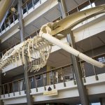 Szkielet wieloryba ze Stralsundu na Wydziale Biologii Uniwersytetu Gdańskiego [ZDJĘCIA]