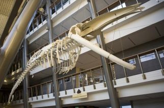 Szkielet wieloryba ze Stralsundu na Wydziale Biologii Uniwersytetu Gdańskiego [ZDJĘCIA]