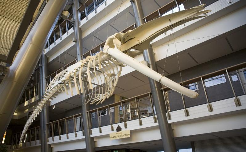 Szkielet wieloryba ze Stralsundu na Wydziale Biologii Uniwersytetu Gdańskiego [ZDJĘCIA]