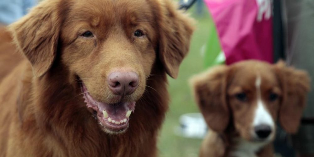 Wystawa Psów Rasowych w Sopocie