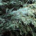 Tragiczna śmierć w Kosowie. 77-latka przygniotło drzewo