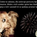 Weterynarz radzi. Nie strzelamy w Sylwestra! Pamiętamy o zwierzętach!