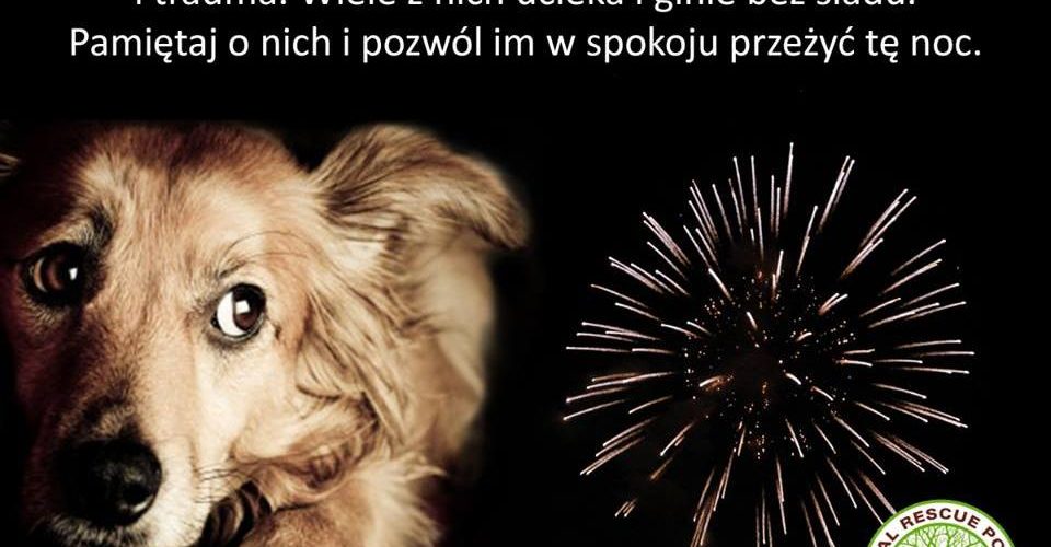 Nie strzelamy w sylwestra!