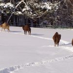 ZOO w Gdańsku zaprasza w święta. Atrakcją karmienie pingwinów!