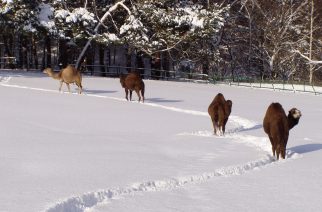 ZOO w Gdańsku zaprasza w święta. Atrakcją karmienie pingwinów!