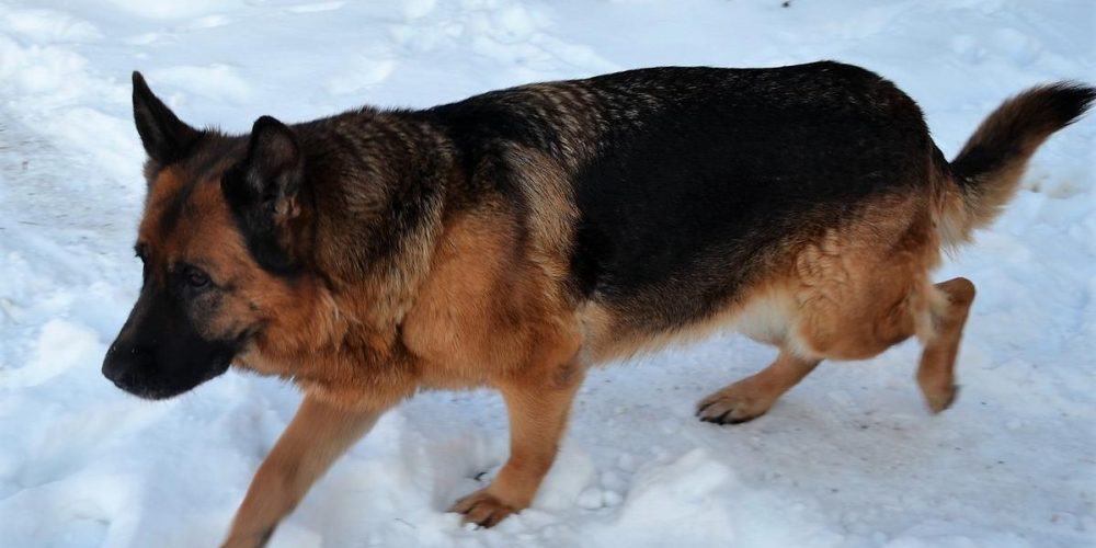 Opieka nad czworonogami zimą