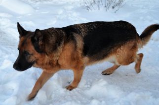 Opieka nad czworonogami zimą