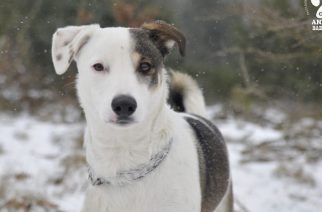 Fot.: Schronisko w Dąbrówce