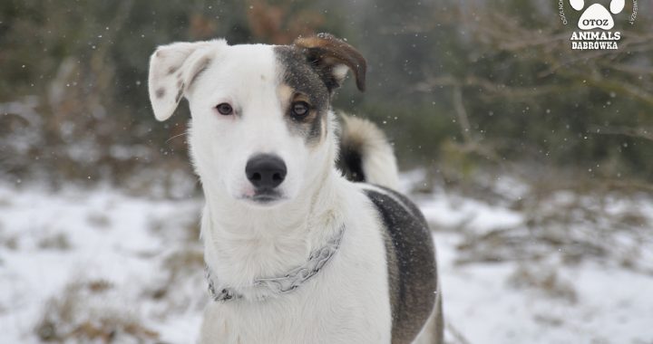 Fot.: Schronisko w Dąbrówce