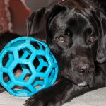 Parwowiroza w Promyku: w schronisku kwarantanna