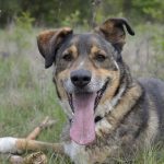 Psy do adopcji z Dąbrówki: schroniskowi weterani [ZDJĘCIA]