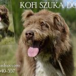 Schronisko w Dąbrówce: psy do adopcji [ZDJĘCIA]