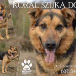 Czworonogi do adopcji z Dąbrówki: smutne, wesołe, samotne [ZDJĘCIA]