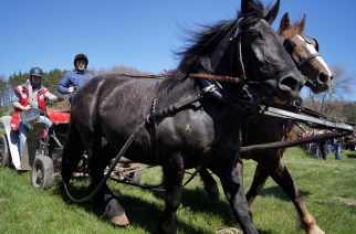 fot. Alicja Hinc/ Wiśta Wio