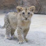 Casa, tak nazywa się nowo narodzona lwica w gdańskim zoo