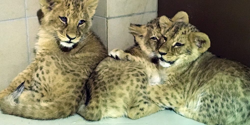 fot. Gdański Ogród Zoologiczny