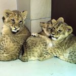 W ZOO w Gdańsku na świat przyszły cztery lwiątka [WIDEO]