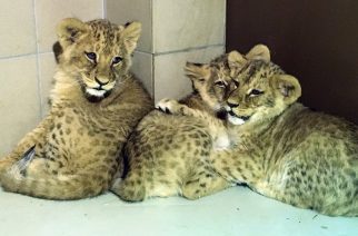 fot. Gdański Ogród Zoologiczny